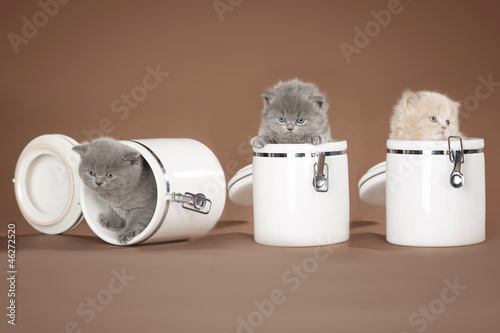 Photo: Briten Katzenbabies Briten Katzenbabies