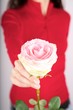 offering pink rose on red background