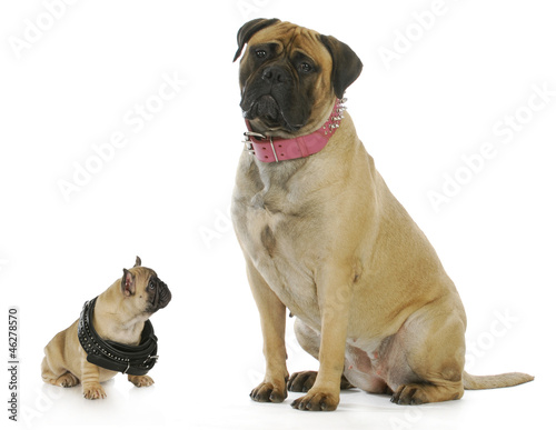 Photo: big and small dog big and small dog
