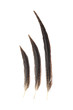 pheasant feather