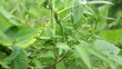 Video: Lizard sitting in tree branches Lizard sitting in tree branches