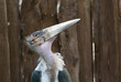 Marabou