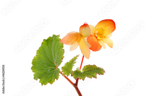 Photo: Begonia Begonia