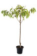 Photo : cerisier en pot cerisier en pot