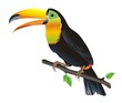 toucan