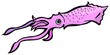 Illustration of the squid on the white background