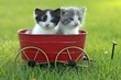 Kittens Outdoors in Natural Light