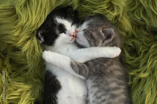 Photo: Kittens Outdoors in Natural Light Kittens Outdoors in Natural Light