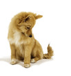 Spitz Allemand