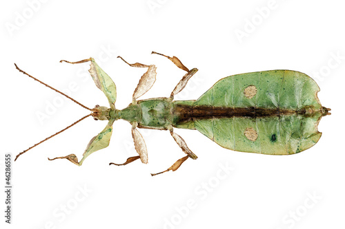 Photo: Leaf insect species Phyllium bioculatum male Leaf insect species Phyllium bioculatum male