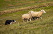 Border Collie Herding Sheep