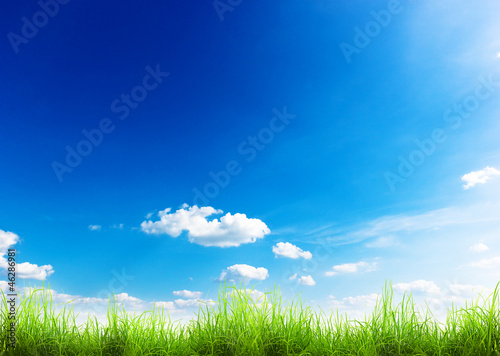 Photo: grass grass