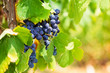Photo: Ripe grape under hot Italian sun Ripe grape under hot Italian sun