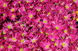Photo: Chrysanthemum flower in the garden background Chrysanthemum flower in the garden background