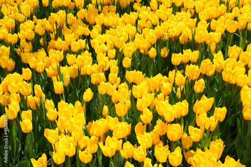 Photo: beautiful yellow tulip field in spring beautiful yellow tulip field in spring