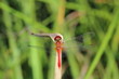 Libelle