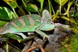 Surprised Chameleon