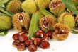 CASTAGNE ( CHESTNUT )