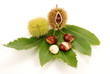 CASTAGNE ( CHESTNUT )