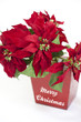 Christmas stars