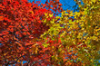 Autumn maples 17