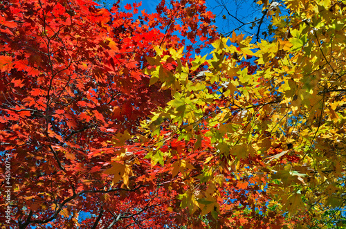 Photo: Autumn maples 17 Autumn maples 17