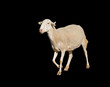 Photo: Sheep Sheep