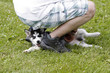 Husky-Welpe