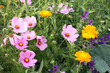 wildblumenwiese mit schmuckkörbchen