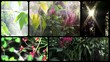 green nature
