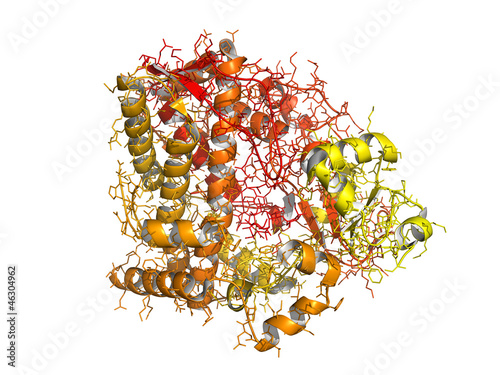 Illustration: Cytochrome p450 protein, chemical structure. Cytochrome p450 protein, chemical structure.