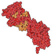 BRCA2 (breast cancer susceptibility gene 2) tumor suppressor pro