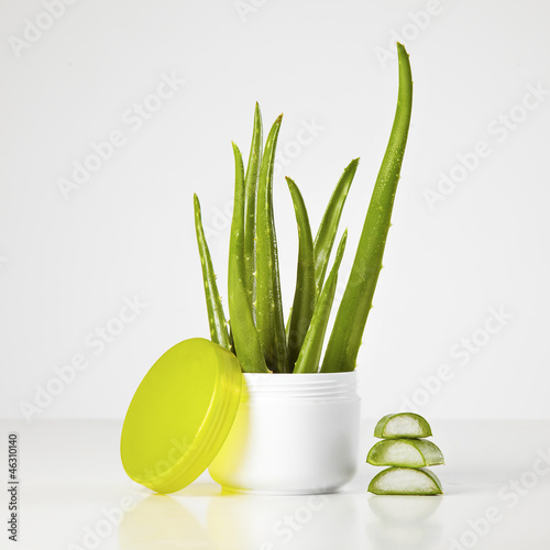 Photo: aloe vera plant in a pot of cream aloe vera plant in a pot of cream