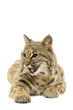 Bobcat