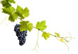 Foto: Collage of vine leaves and blue grape Collage of vine leaves and blue grape