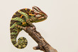 Yemen chameleon