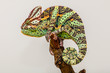 Yemen chameleon