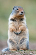 Cute ground squirrel