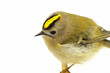 Wintergoldhähnchen