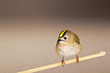 Wintergoldhähnchen