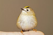 Wintergoldhähnchen