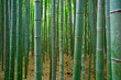 Bamboo forest