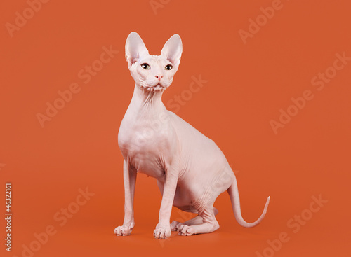 Photo: Don sphynx on orange background Don sphynx on orange background