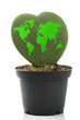 Photo: cuore verde cuore verde