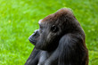 Gorilla of coast,  Gorilla gorilla