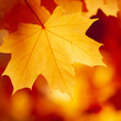 Ahorn Blatt Herbst