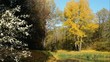 forest lake in autumn  windy day