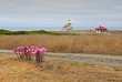 Point Cabrillo lighthouse and Amaryllis on a cloudy day