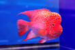 Aquarium