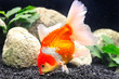 Aquarium